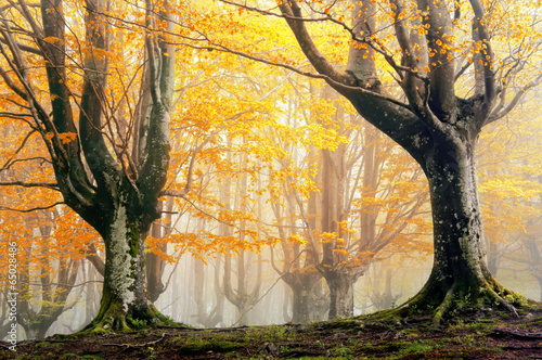 Photo: magic forest in autumn magic forest in autumn