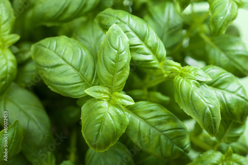 Photo: fresh basil leaves herb background fresh basil leaves herb background