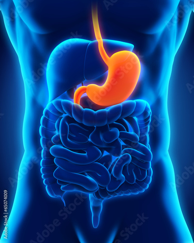 Illustration: Human Stomach Anatomy Human Stomach Anatomy