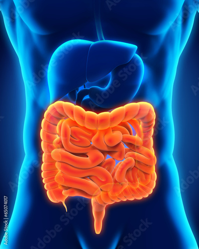 Illustration: Human Intestine Anatomy Human Intestine Anatomy