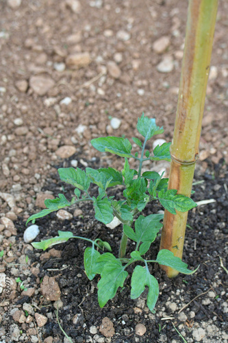 Photo: pianta di pomodoro nell'orto pianta di pomodoro nell'orto