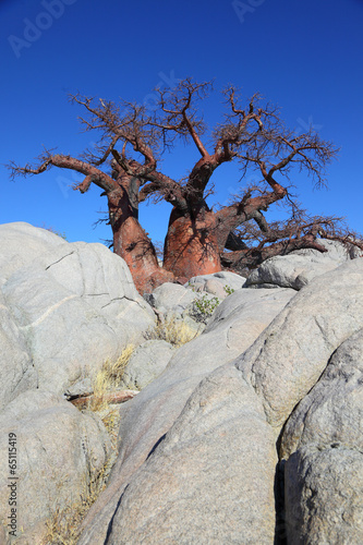 Baobab Tree Between the Rocks