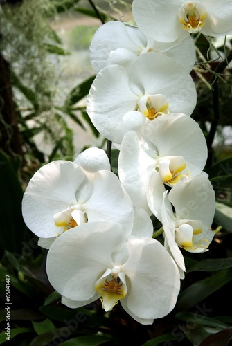 Photo: white orchid white orchid