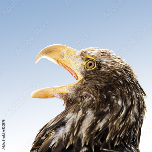 Photo: Brauner Adler, Hellenthal, Deutschland Brauner Adler, Hellenthal, Deutschland