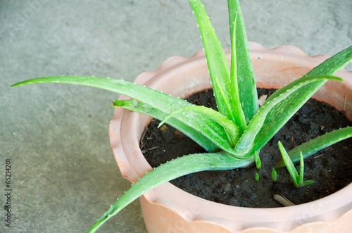 Photo: Aloe vera Aloe vera