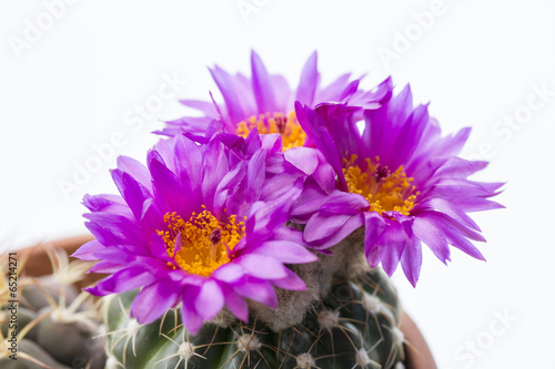 Photo: サボテンの花 サボテンの花