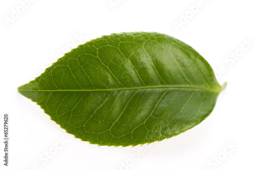 Photo: fresh tea leaves isoalted on the white background fresh tea leaves isoalted on the white background