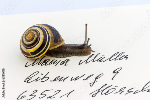 Photo: Schnecke auf Briefumschlag Schnecke auf Briefumschlag