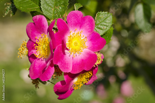 Photo: Canina roses Canina roses