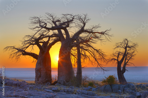 Baobabs at sunrise in Kubu Island
