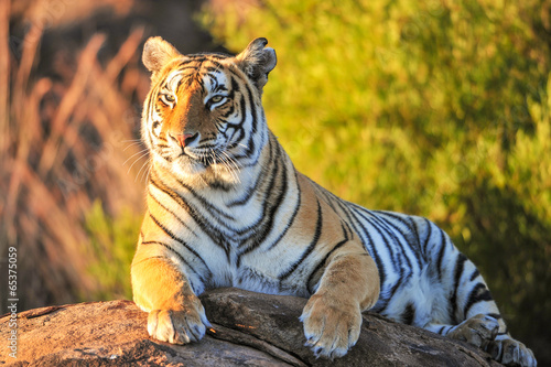 Portrait of a Tiger - 65375059