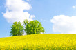 Two trees in a rape field Two trees in a rape field