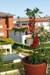 vase with red tomatoes on the terrace of the apartment vase with red tomatoes on the terrace of the apartment