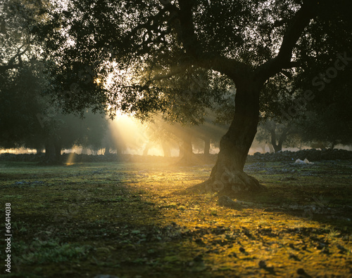 Photo: Italien, Olivenhain Olivenbaum Sonnenaufgang Italien, Olivenhain Olivenbaum Sonnenaufgang
