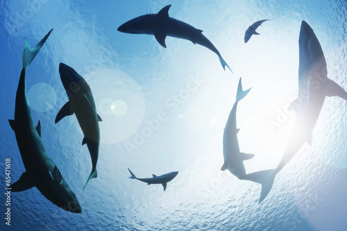  School of sharks circling from above