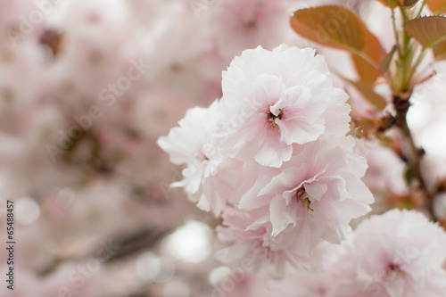 Photo: Sakura flowers Sakura flowers