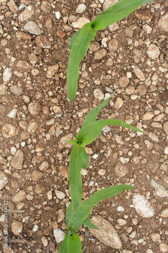 Photo: piante di mais su campo piante di mais su campo