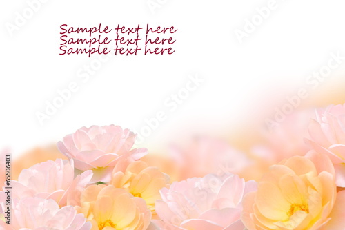 Photo: Close up rose flower isolated on white background. Close up rose flower isolated on white background.