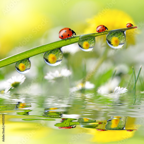 Fresh grass with dew drops and ladybugs close up