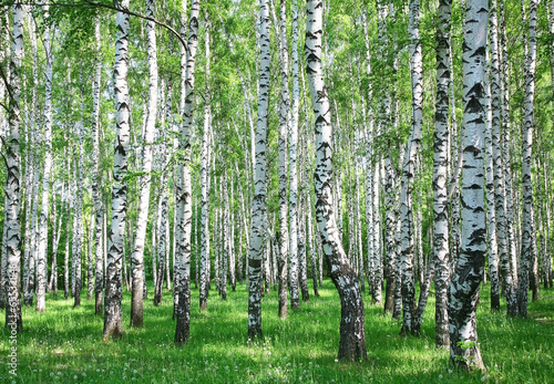 Fototapeta Spring birch forest with fresh greens