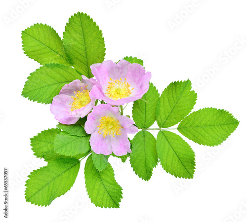 Photo: Pink wild rose Pink wild rose