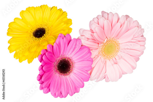 Photo: Three different gerbera flowers on the white background. Three different gerbera flowers on the white background.