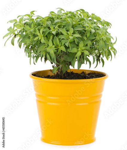 Photo: Sweet basil leaves isolated on white background Sweet basil leaves isolated on white background