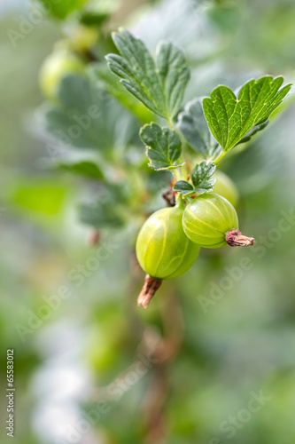 Photo: Gooseberries on a branch close-up. Gooseberries on a branch close-up.