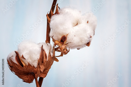 Photo: Cotton buds branch. Cotton buds branch.