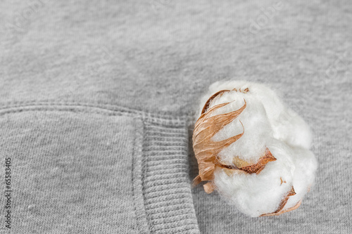 Photo: Cotton buds branch. Cotton buds branch.