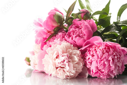 Photo: beautiful blooming peonies beautiful blooming peonies