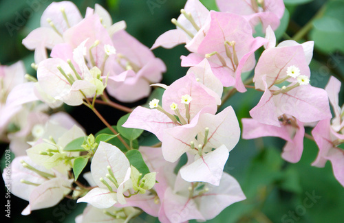 Photo: Bougainvillea closeup, tropical flower. Bougainvillea closeup, tropical flower.