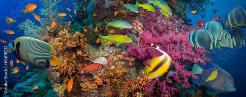 Photo: Coral and fish Coral and fish