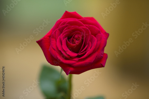 Photo: Red rose Red rose