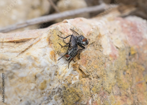 Photo: Flies Flies