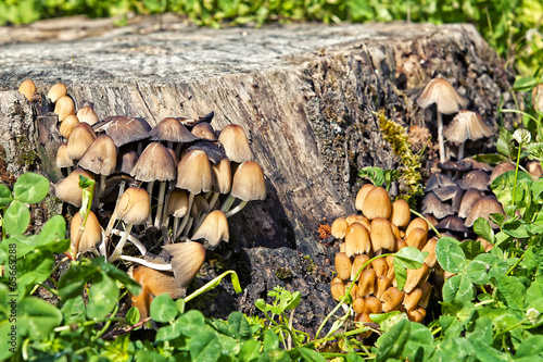 Photo: famigliola di funghi famigliola di funghi