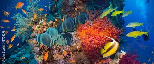 Photo: Coral and fish Coral and fish
