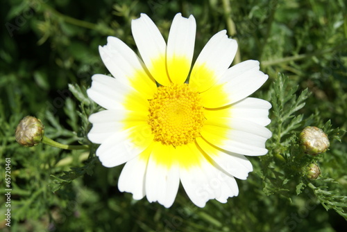 Photo: Chrysanthemum coronarium Chrysanthemum coronarium