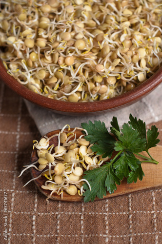 Photo: germogli di lenticchie germogli di lenticchie