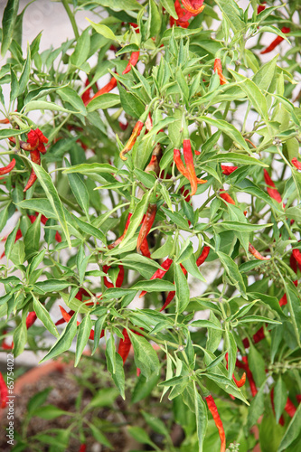 Photo: Dried red chili on the tree. Dried red chili on the tree.