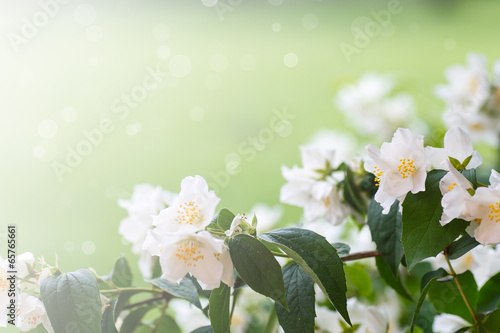 Photo: jasmine jasmine