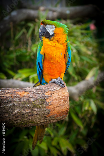 Photo: Parrot Portrait Parrot Portrait