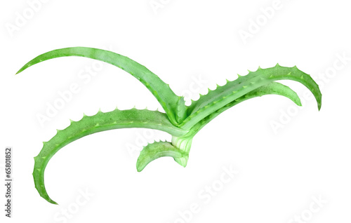 Photo: Branch of aloe Branch of aloe