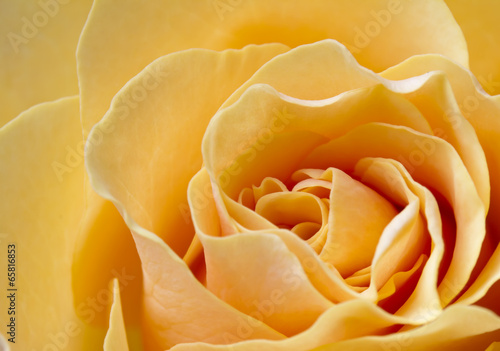Close up beautiful peach color rose