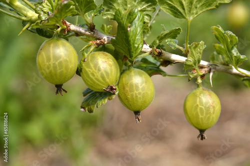 Photo: Gooseberries. Gooseberries.