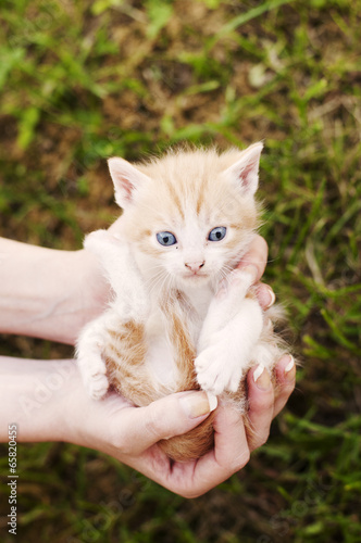 Photo: Girl holding kitten Girl holding kitten
