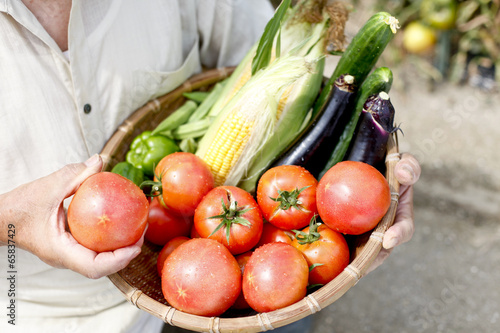 Photo: 夏野菜の収穫を喜ぶシニア 夏野菜の収穫を喜ぶシニア