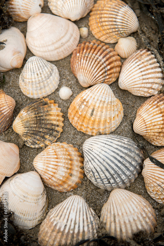 Photo: Shells on the beach Shells on the beach