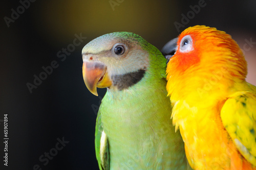 Fototapeta Beautiful cute Red-breasted Parakeet, in action