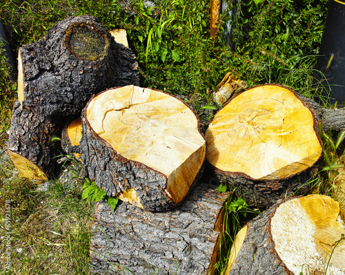 Photo: pile of log pile of log
